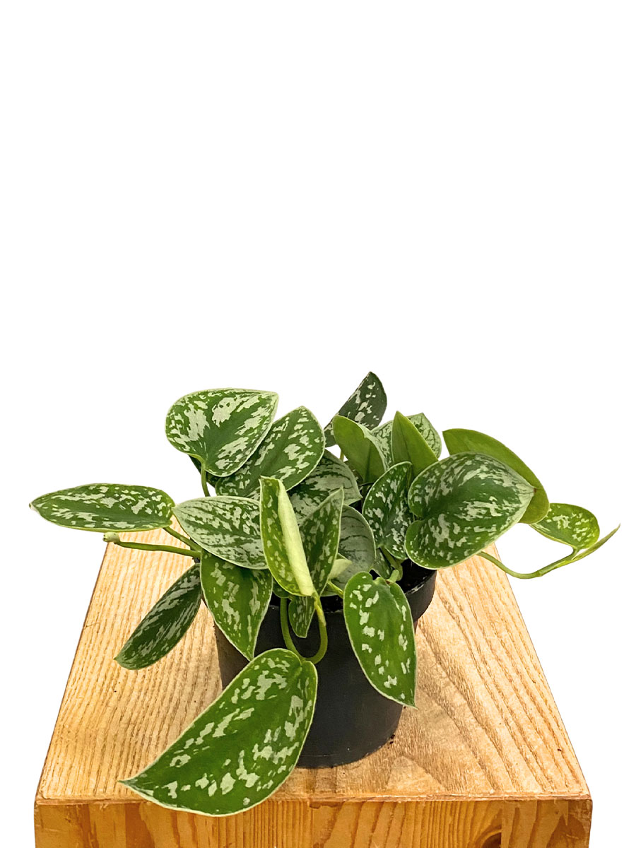 Scindapsus Pictus Argyraeus Scindapsus Pictus Argyraeus