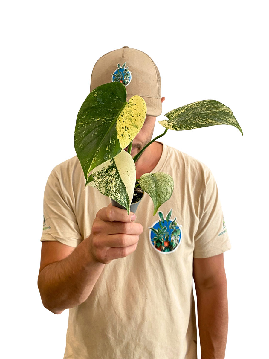 Baby Monstera Mint Variegata