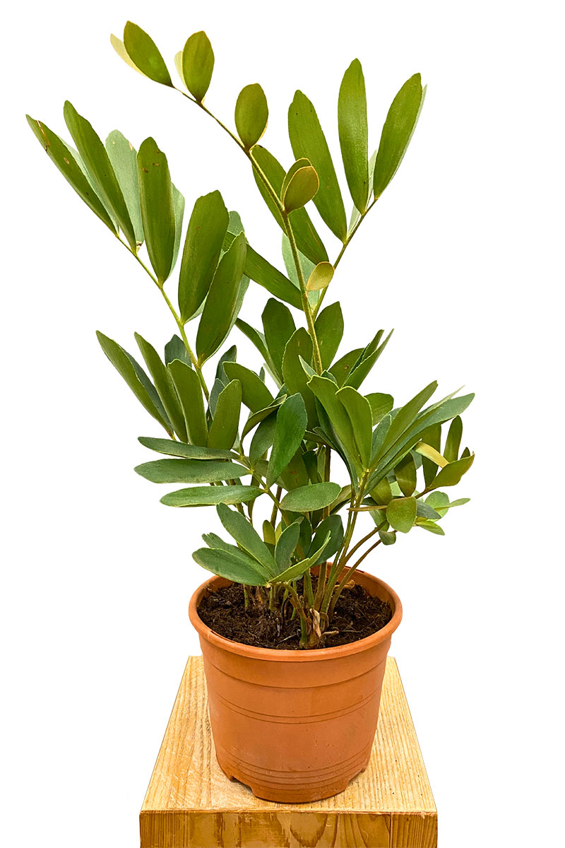 Zamia Furfuracea