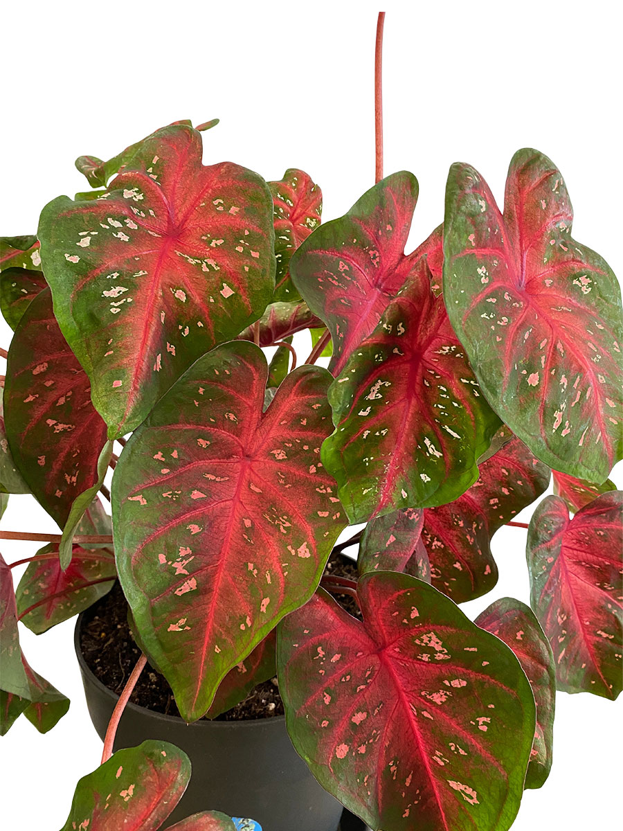 Caladium Fast Flash - Gross