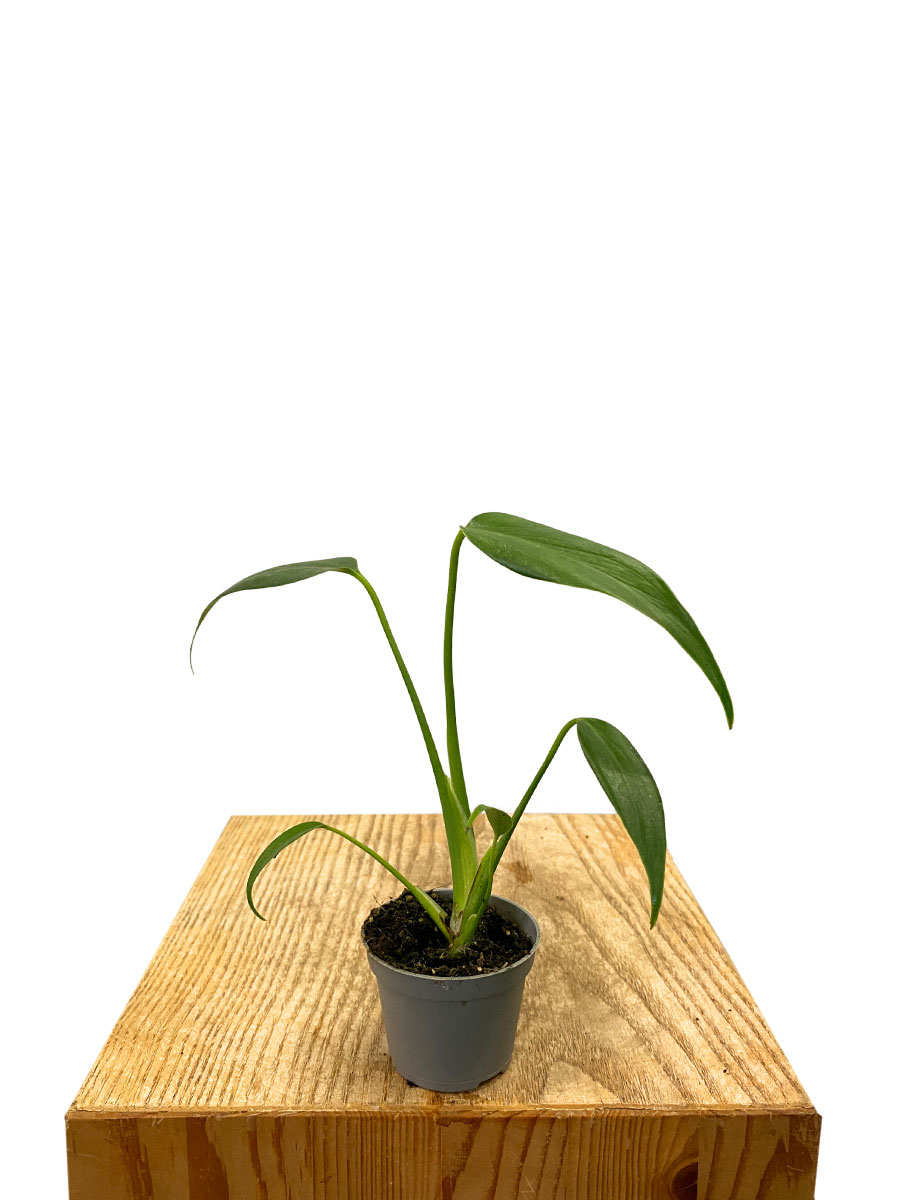 Baby Monstera Burle Marx Flame