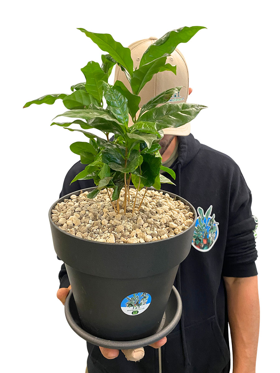 Kaffeebaum Coffea Arabica XL