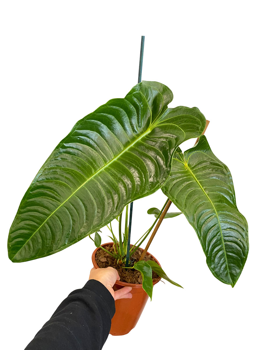 Anthurium Veitchii - Gross
