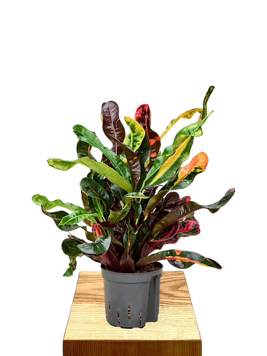 Hydro - Kroton Codiaeum Variegatum Mammi