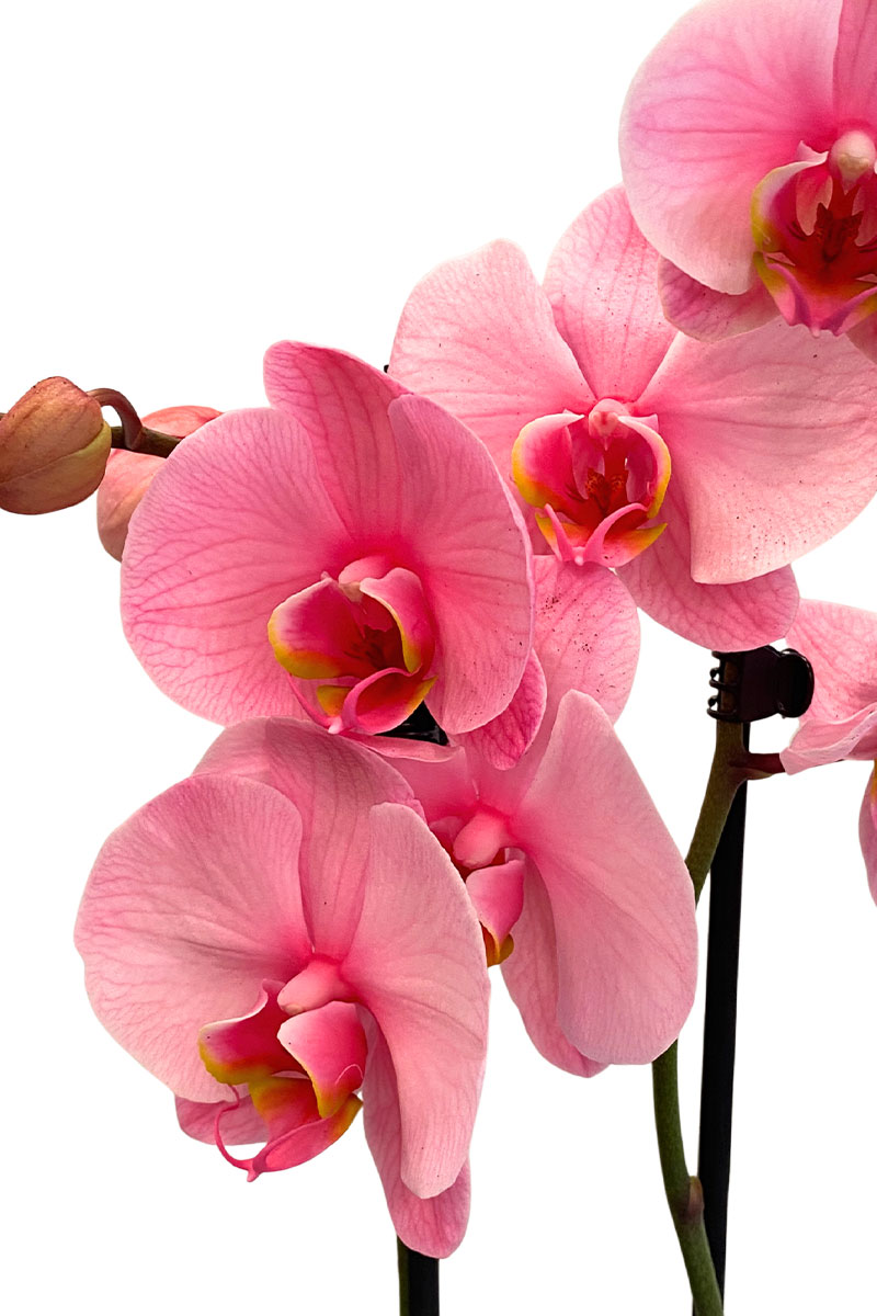 Phalaenopsis I am Rosa