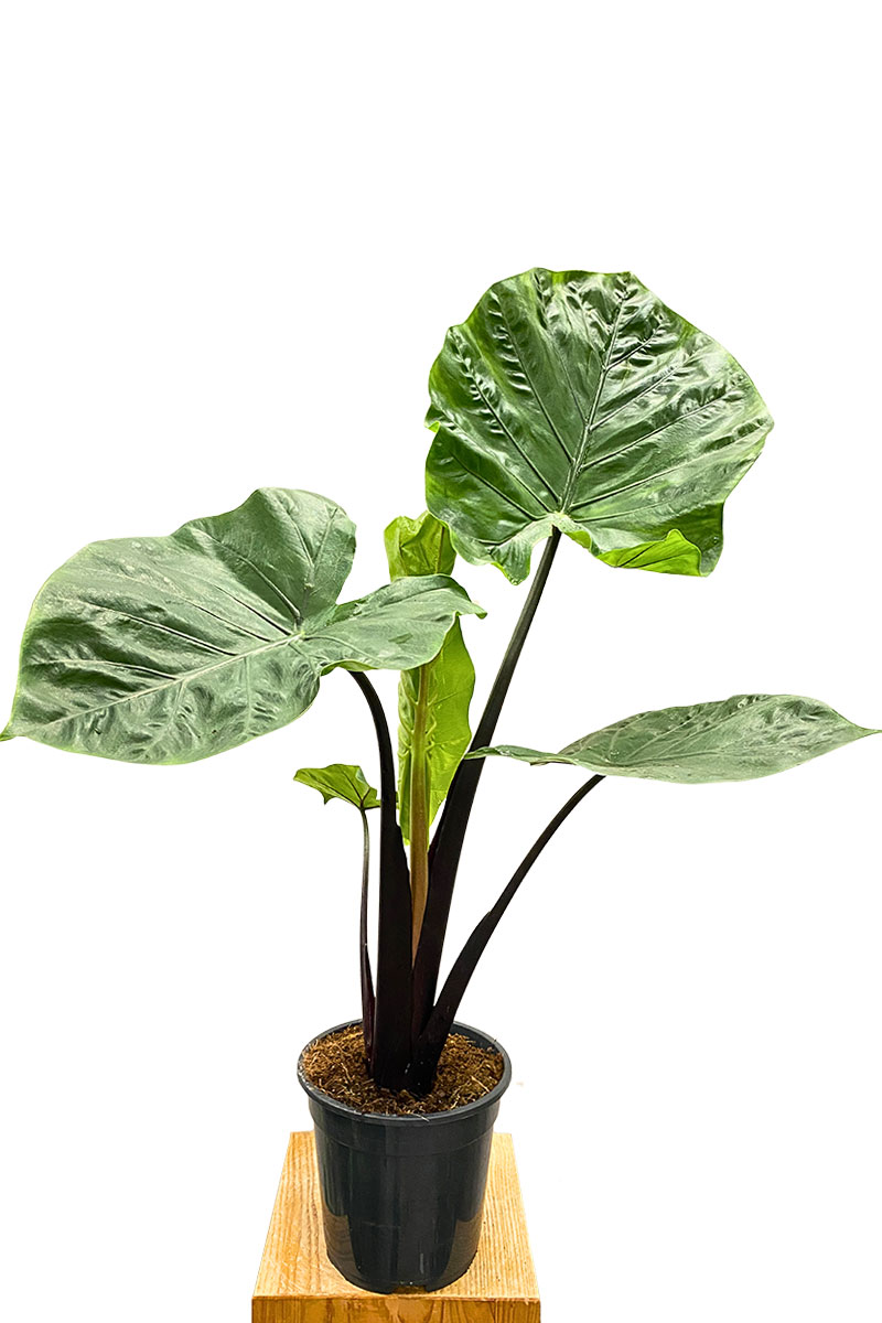 Alocasia Dark Star