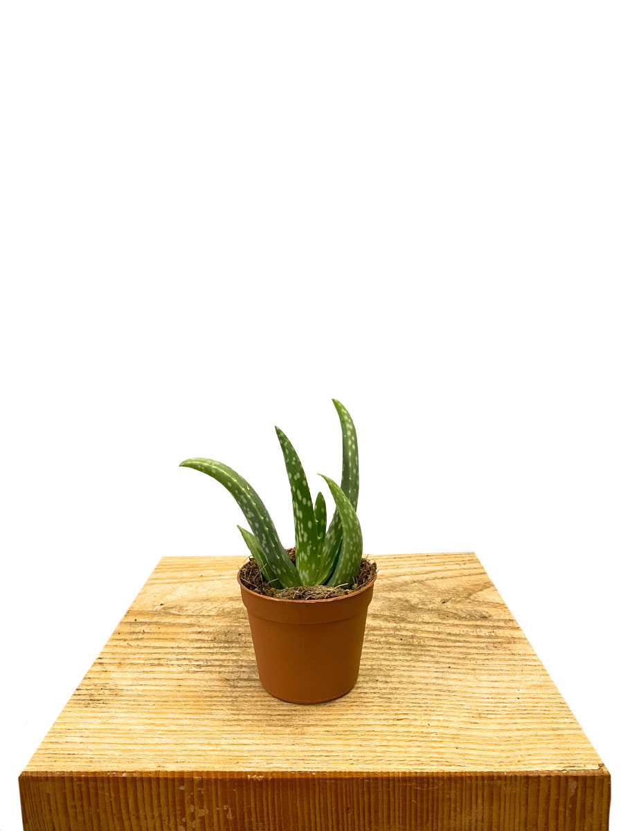Baby Aloe Vera Bio