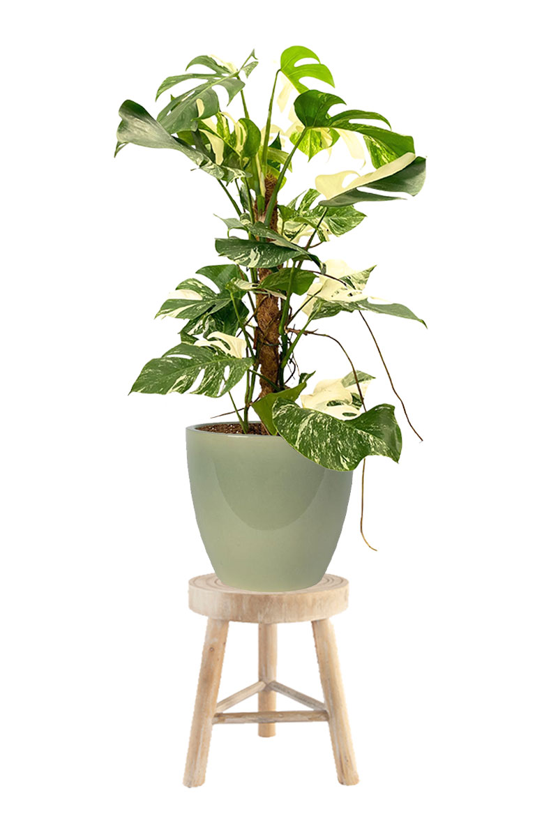 Pflanzenhocker Ortega - Ø29xH35cm