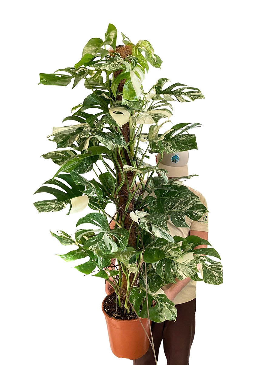 Monstera Deliciosa Variegata Kokosstab - Gross