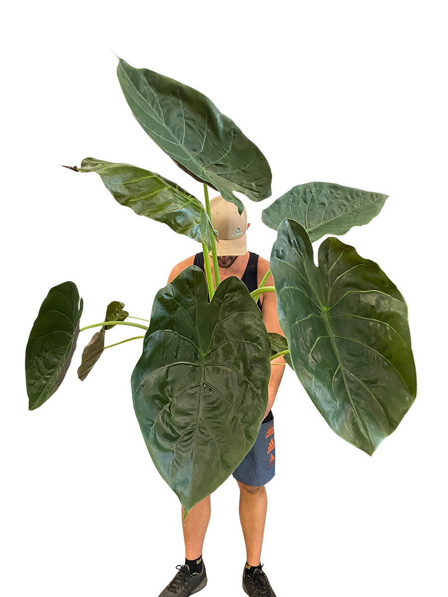 Alocasia Wentii