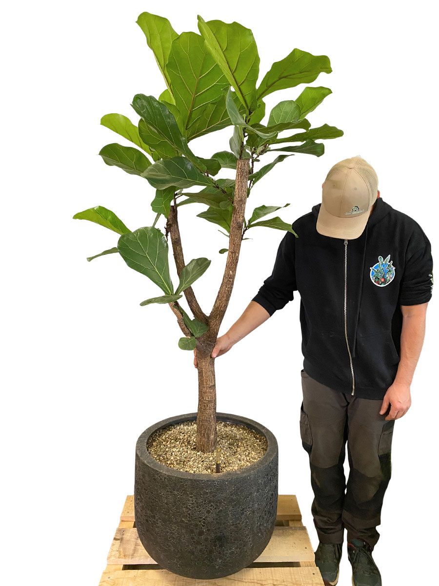 U Pot Lava - Ø35xH29cm - Vulkan Schwarz