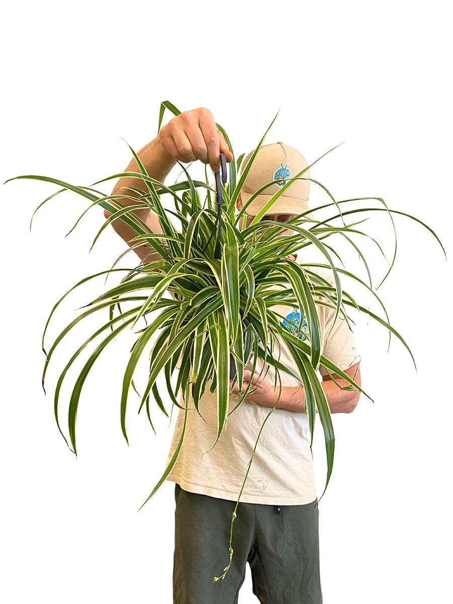 Hänger - Chlorophytum Vittatum