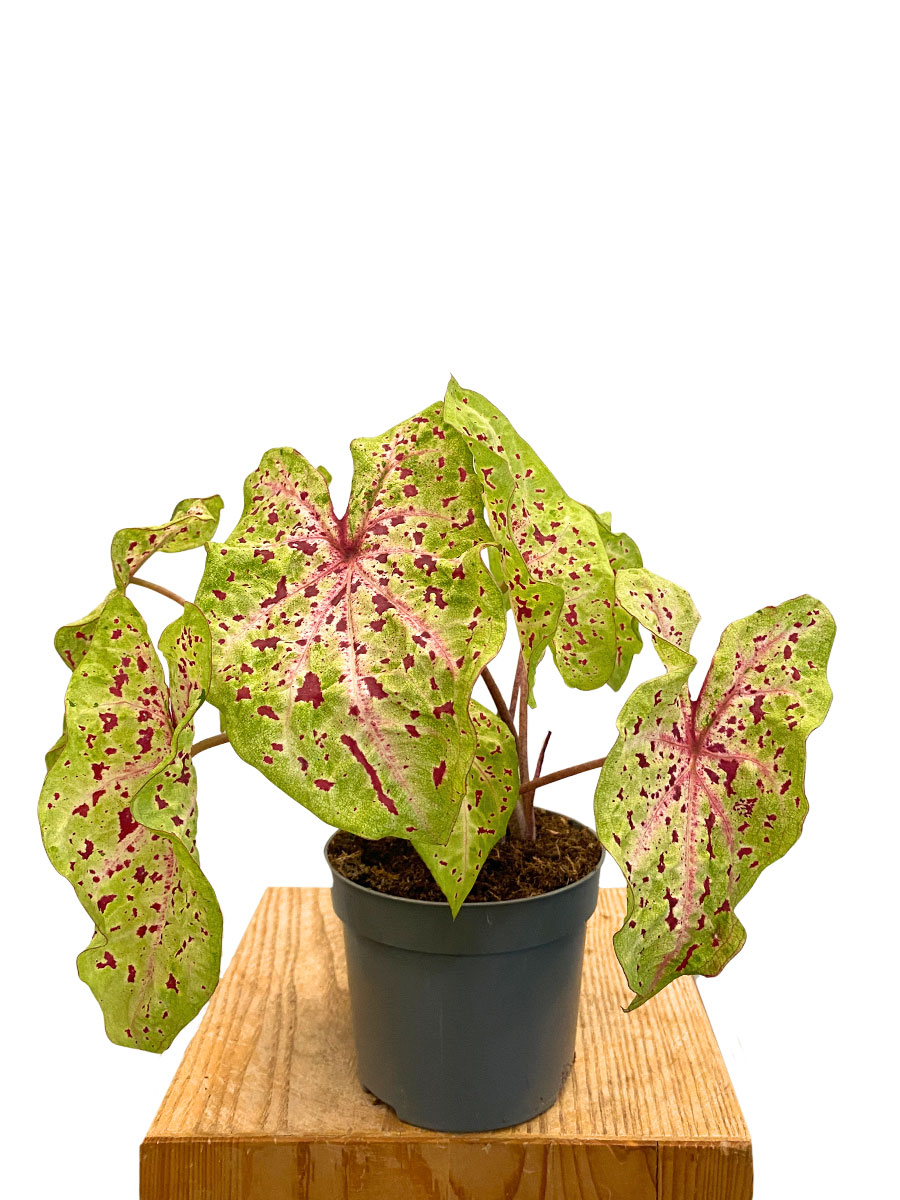 Caladium Miss Muffet