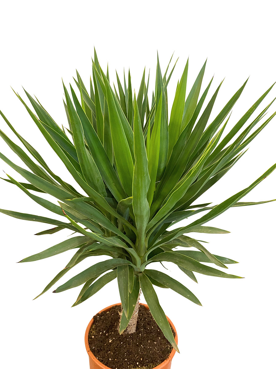 Palmlilie Yucca Maya Tree - Ø27 cm