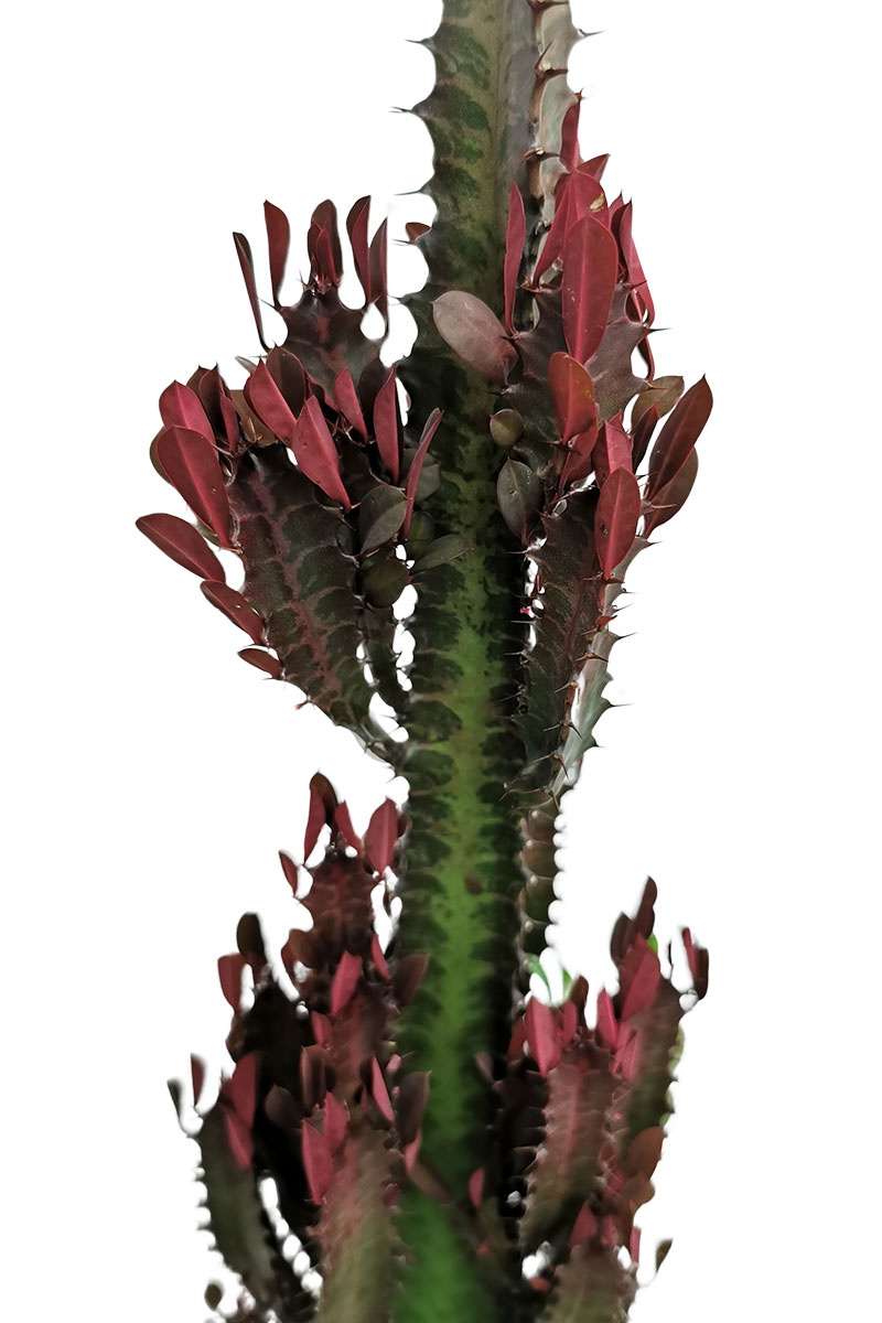 Euphorbia trigona Rubra