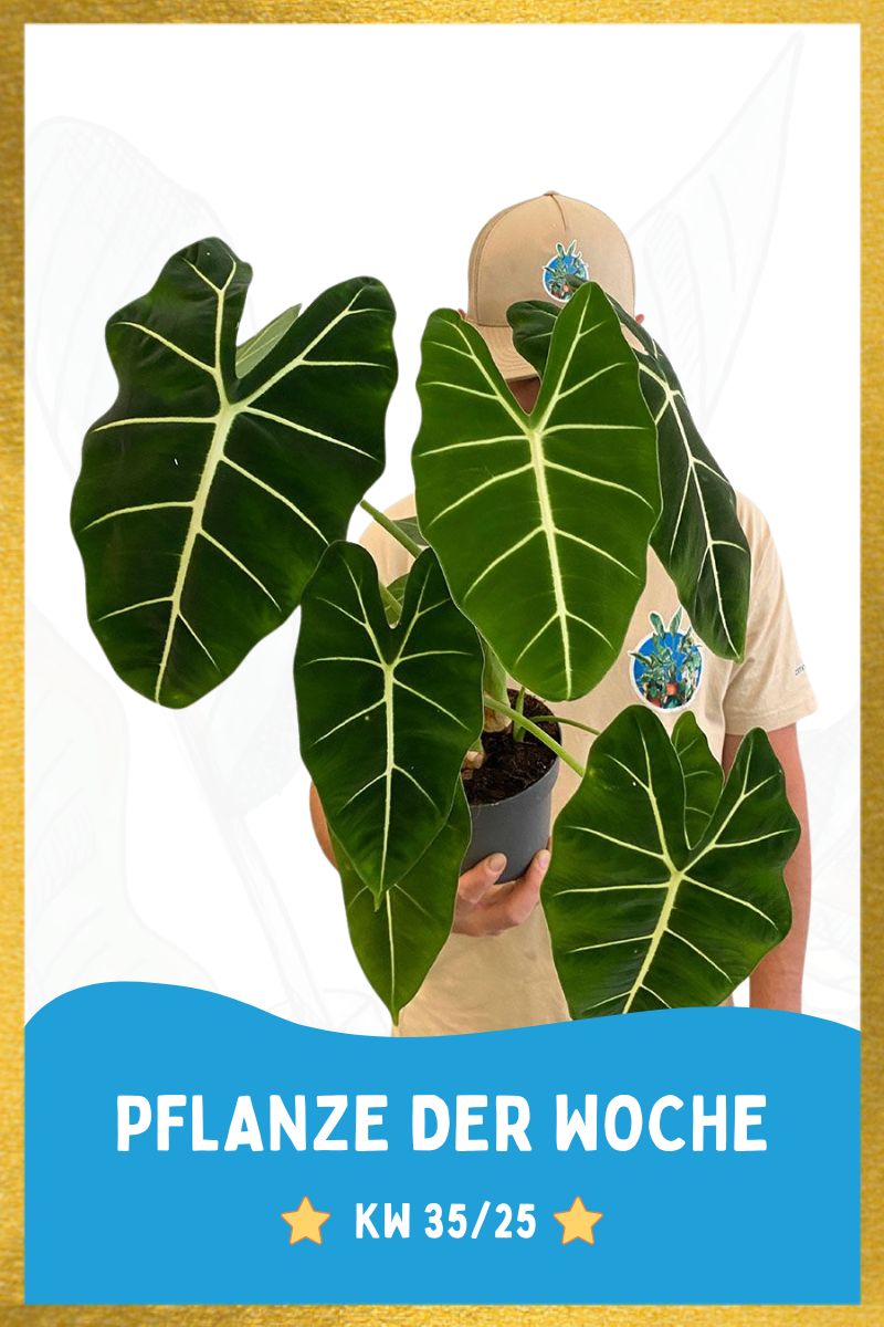 Alocasia Frydek