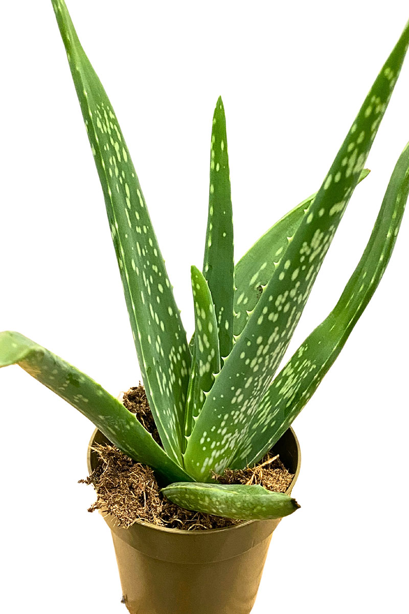 Baby Aloe Vera Bio