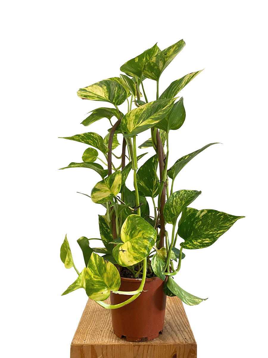 Epipremnum Aureum - Ø15 cm