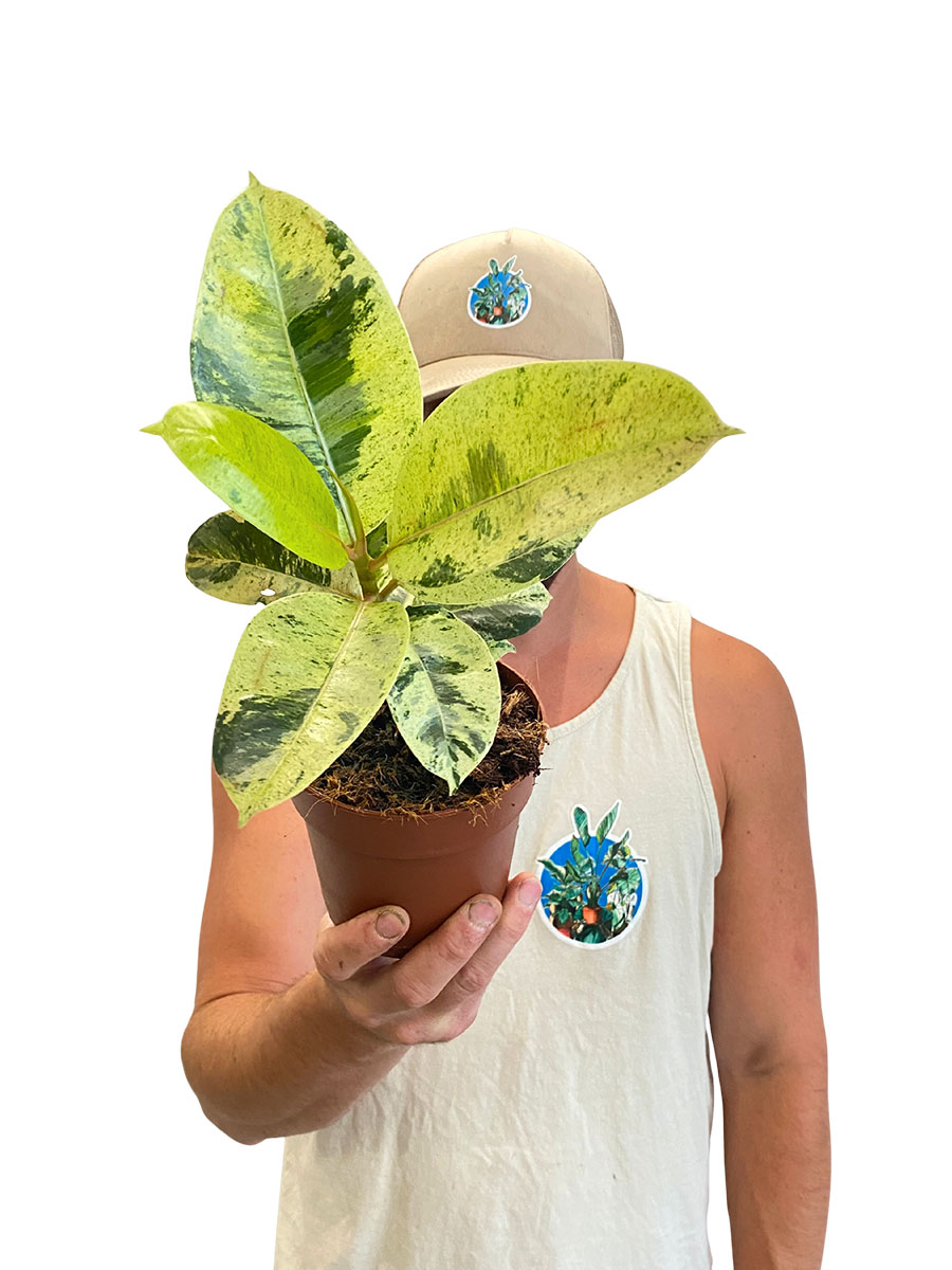 Ficus Schrijveriana