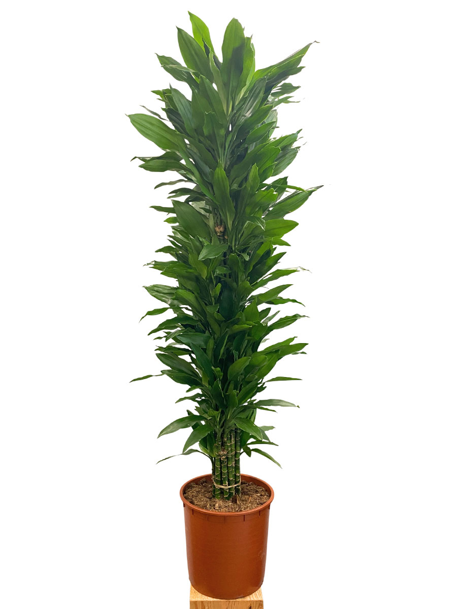 Dracaena Janet Lind verzweigt - Ø34 cm