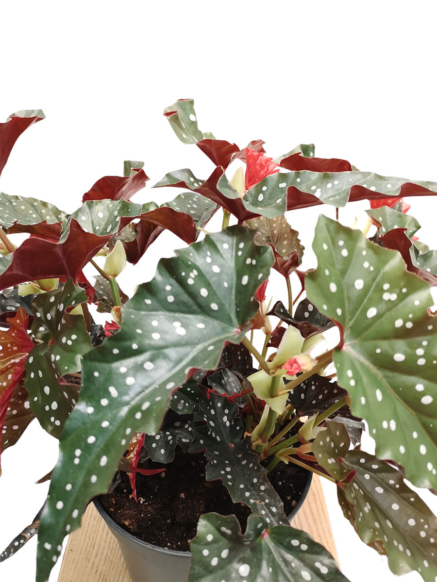 Begonia blad Maculata Black Forest