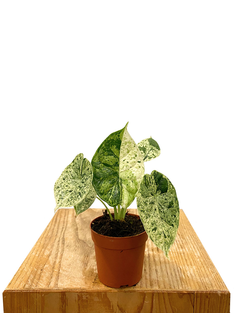 Baby Alocasia Dragon Scale Variegata