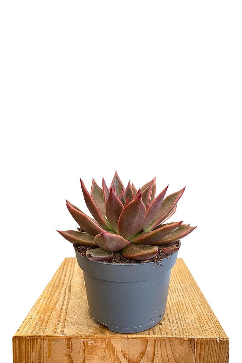 Echeveria Antaris