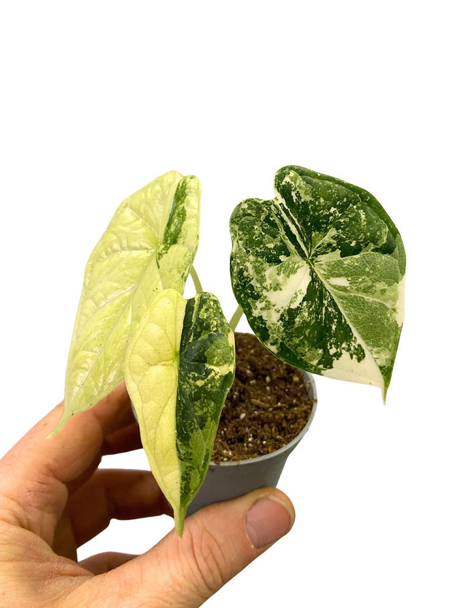 Alocasia Dragon Scale Variegata