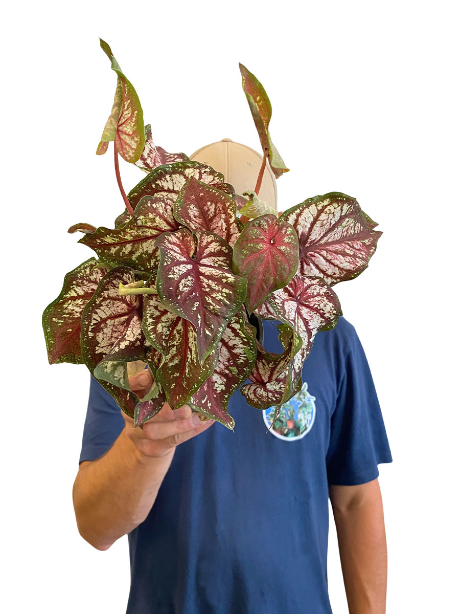 Caladium Bicolor