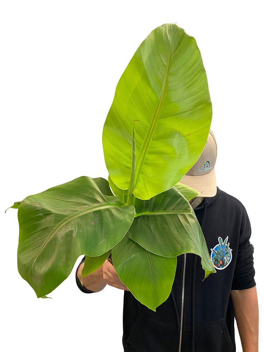 Freilandbanane Musa Basjoo