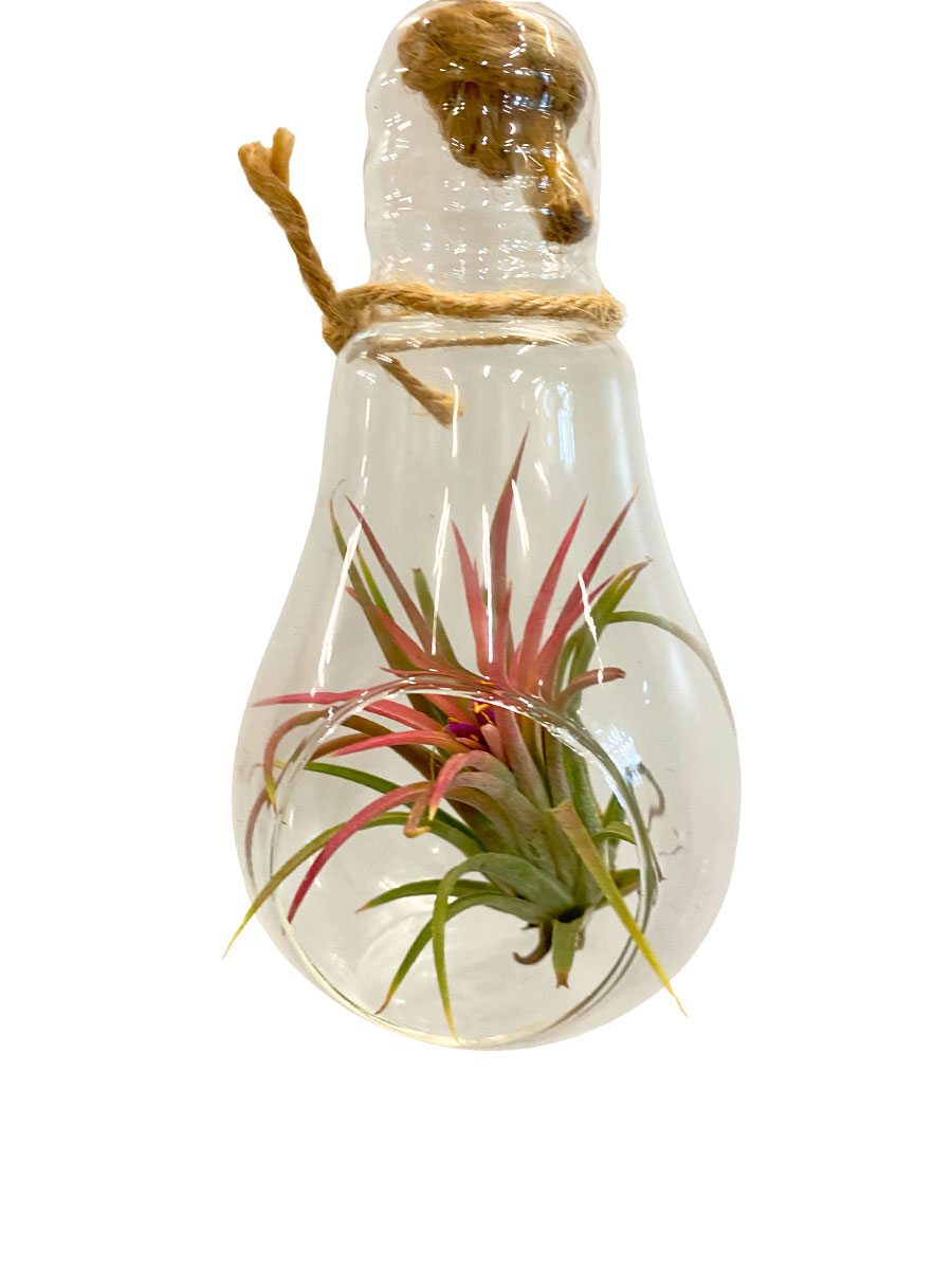 Hänger - Tillandsia Red Glas Lampe