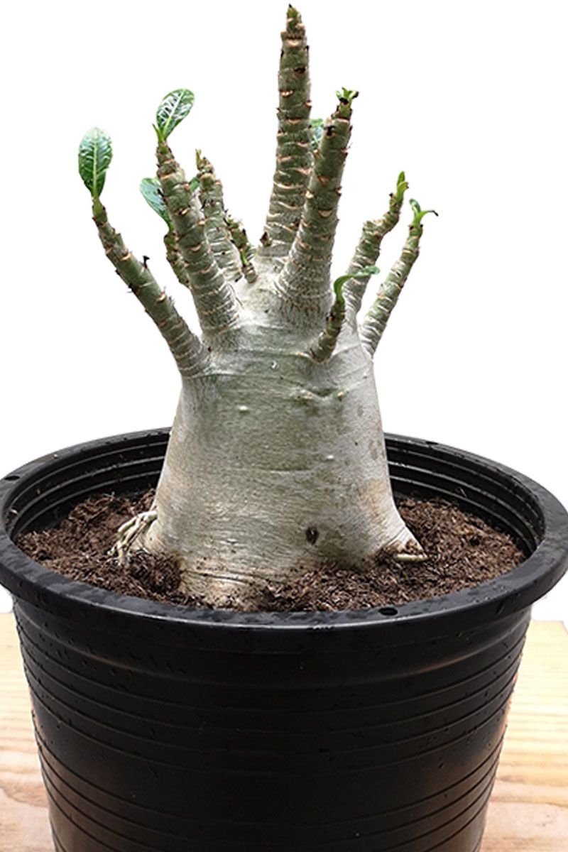 Wüstenrose Adenium Baobab - Fat