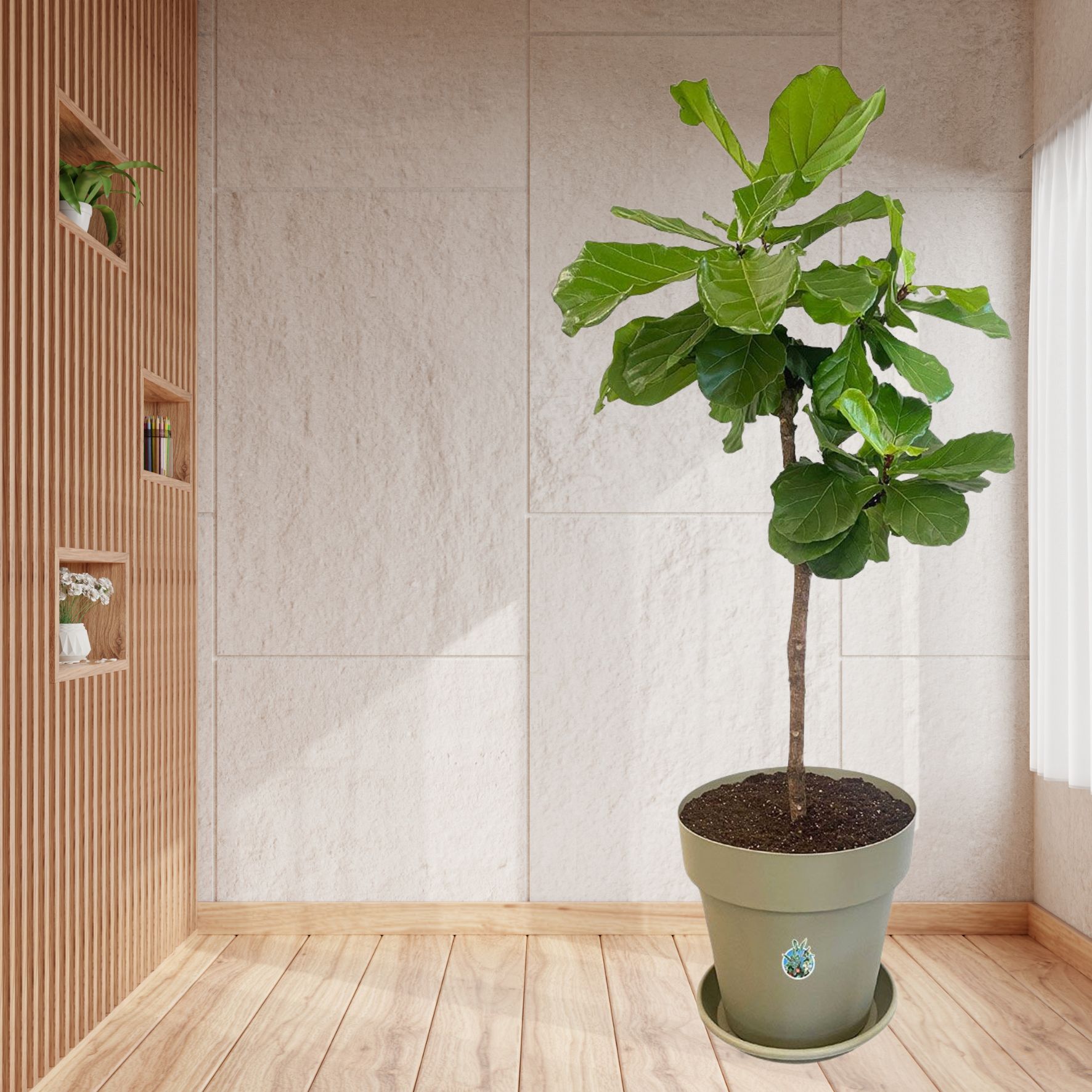 Geigenfeige Ficus lyrata Stamm - Gross