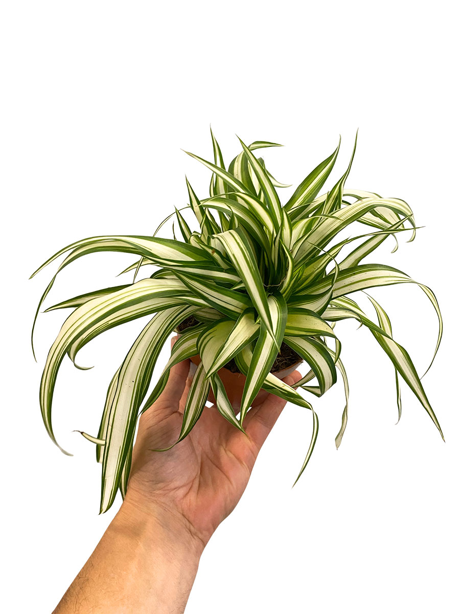 Grünlilie Chlorophytum Variegata
