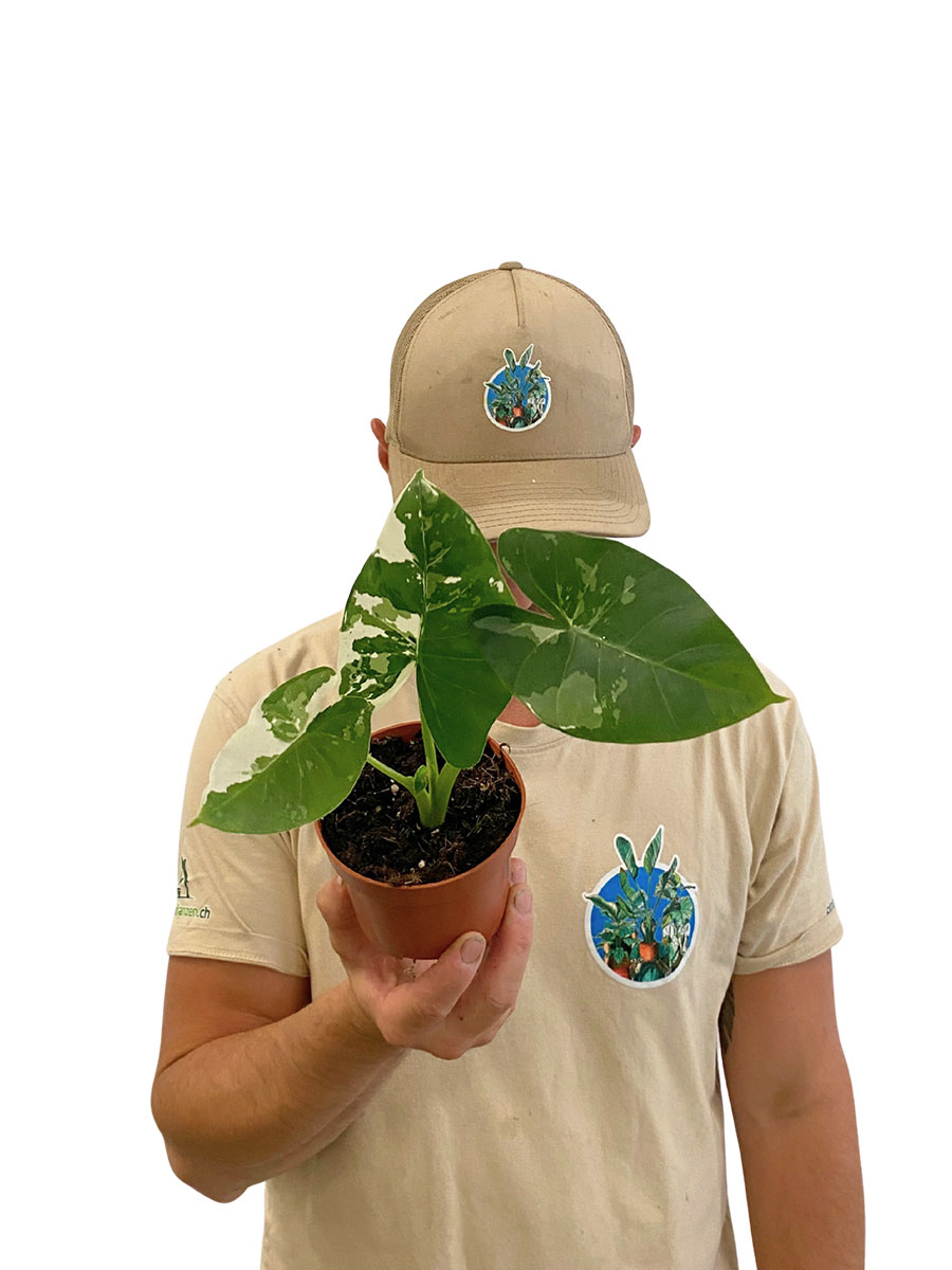 Alocasia Macrorrhiza Variegata