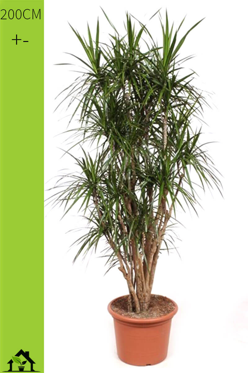 Drachenbaum Dracaena marginata verzweigt 200cm