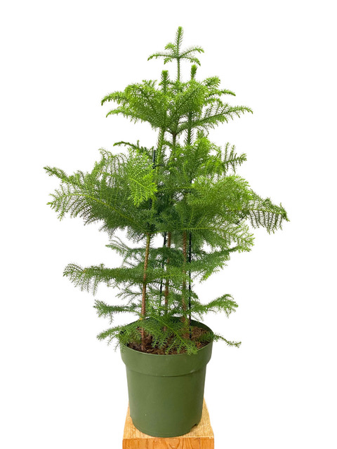 Araucaria Heterophylla 3er Tuff