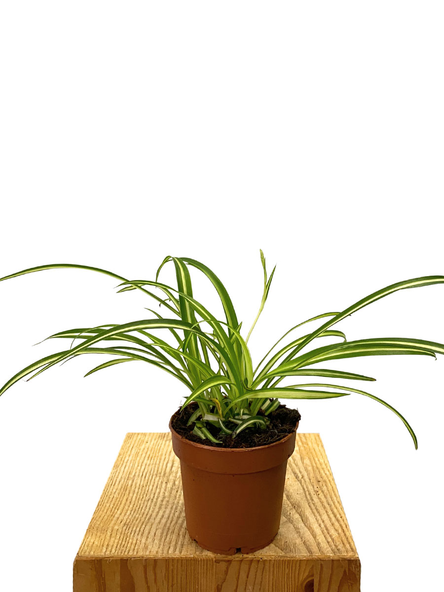 Chlorophytum Comosum Atlantic