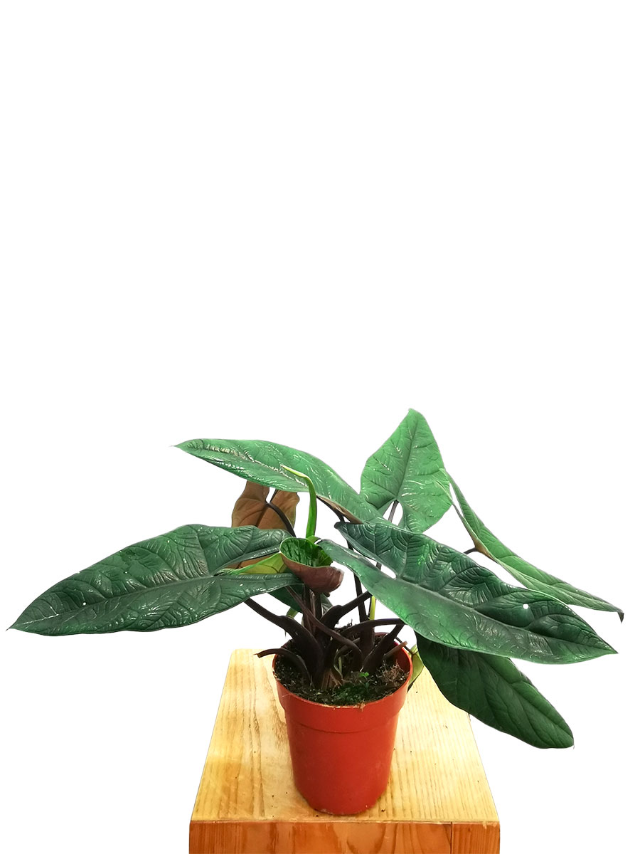 Alocasia Scalprum 