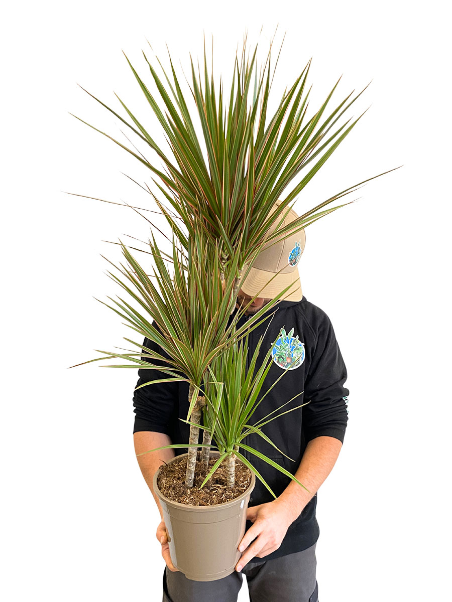 Dracaena Marginata Bicolor