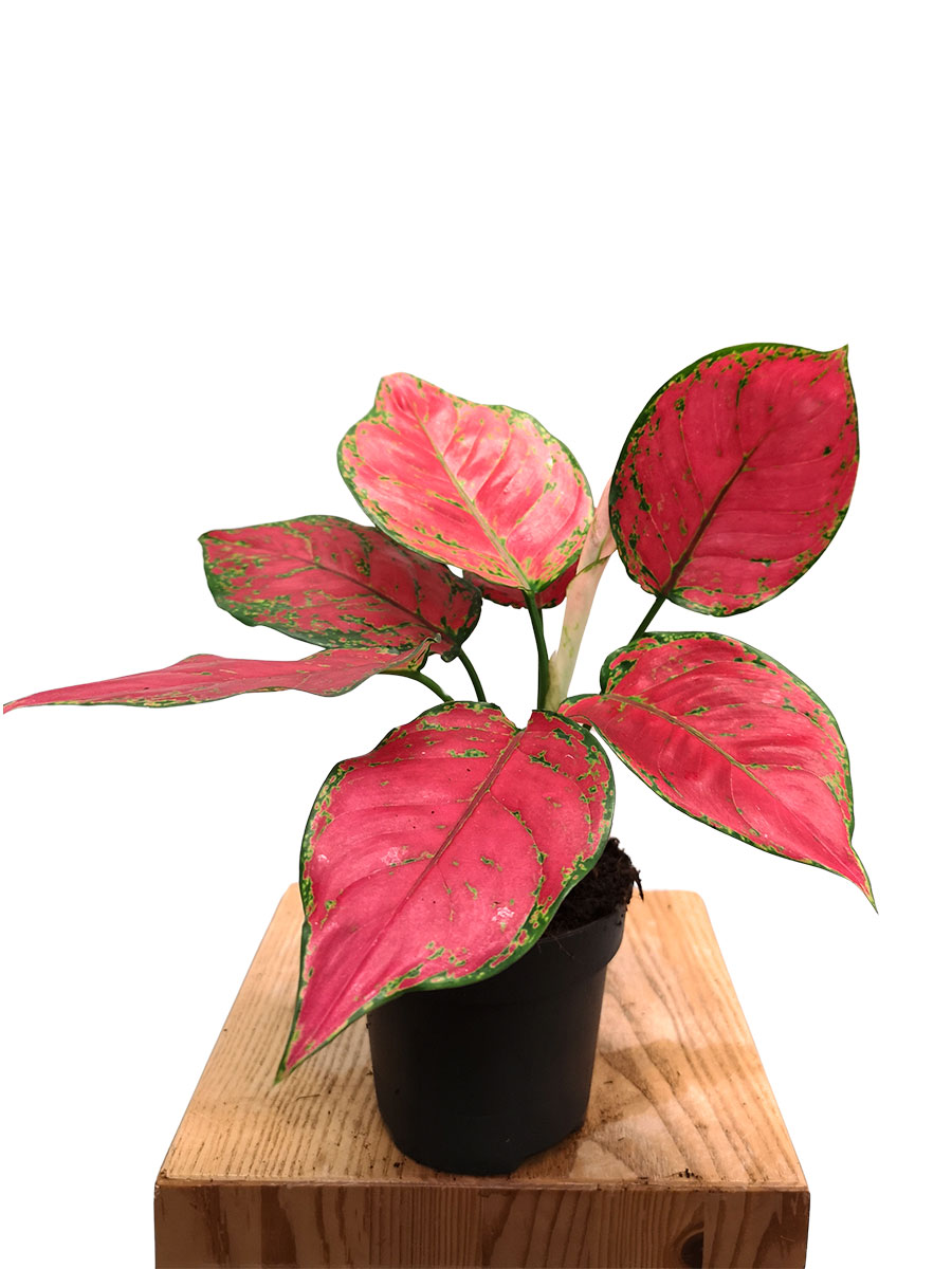 Aglaonema Red Joy