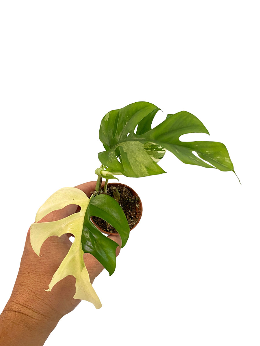Baby Monstera Minima Variegata