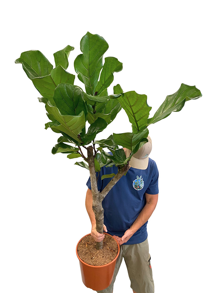 Ficus lyrata Stamm 160cm