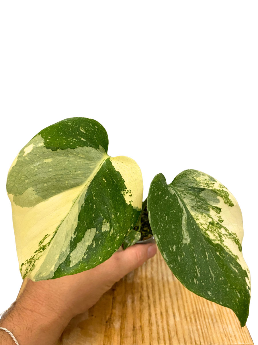 Baby Monstera Crème Brûlée