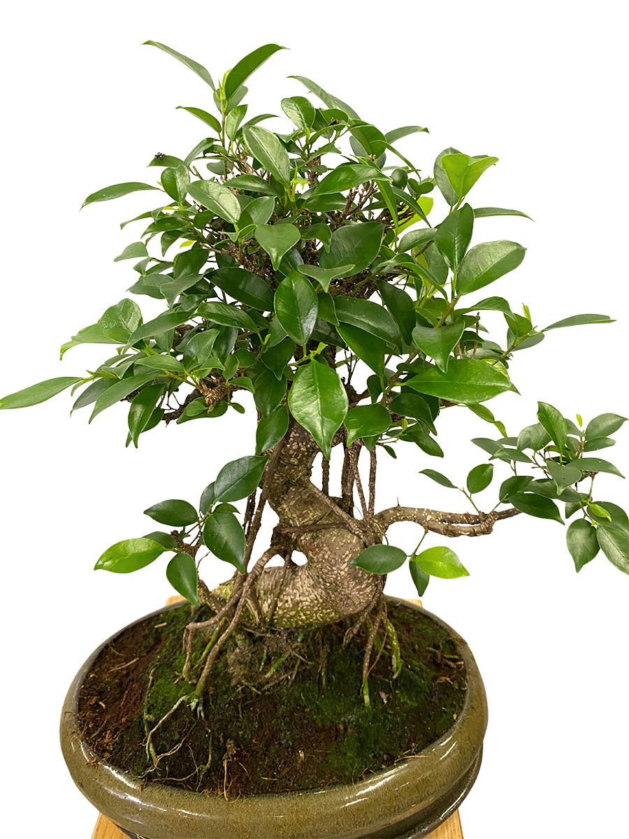 Bonsai - Ficus Retusa
