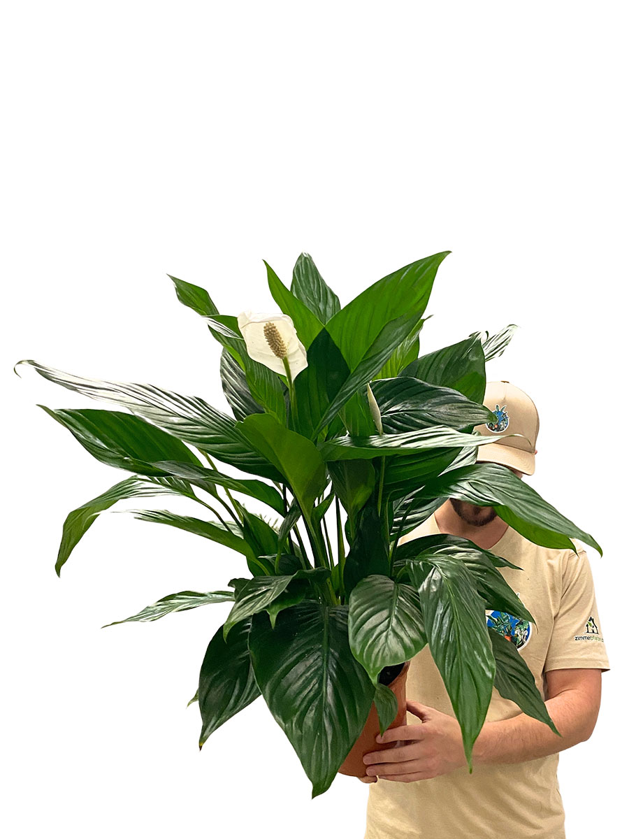 Einblatt Spathiphyllum