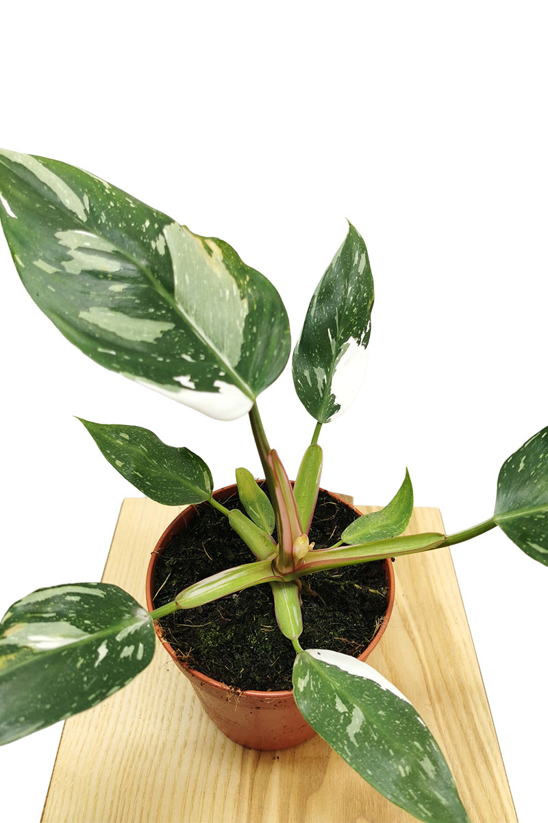 Philodendron White Princess