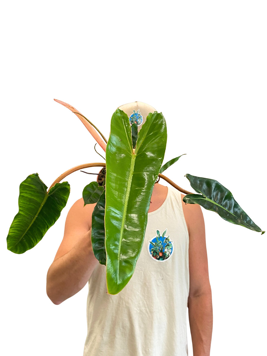 Philodendron Billietiae