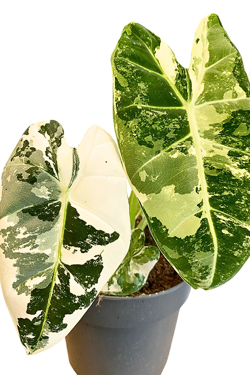 Alocasia Frydek Variegata - Gross