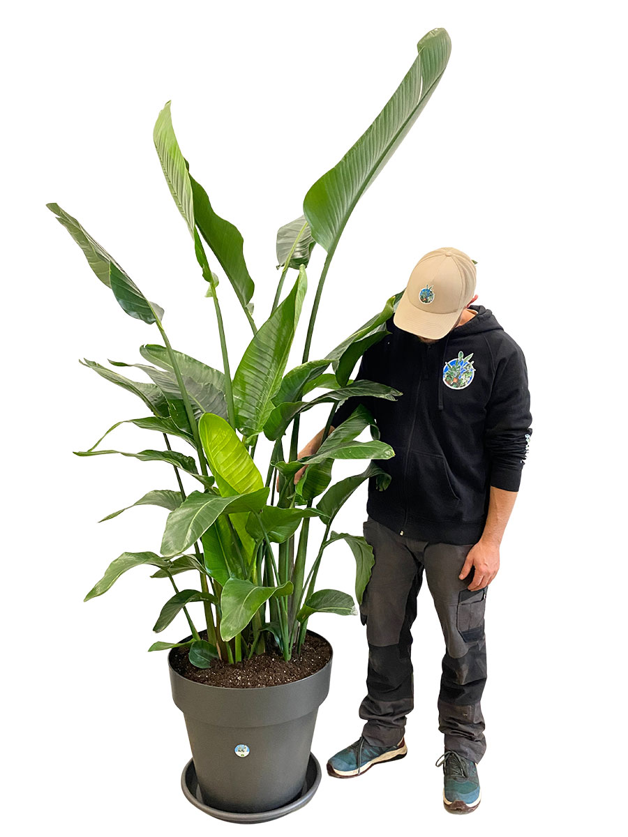 Strelitzia Nicolai - Gross